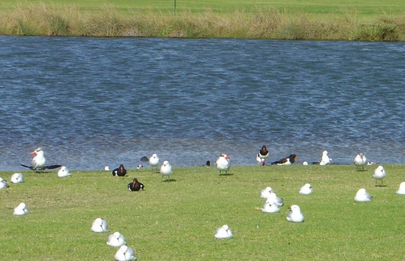 サウスパース(公園)の鳥たち