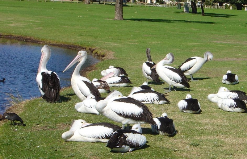 サウスパース(公園)のペリカン