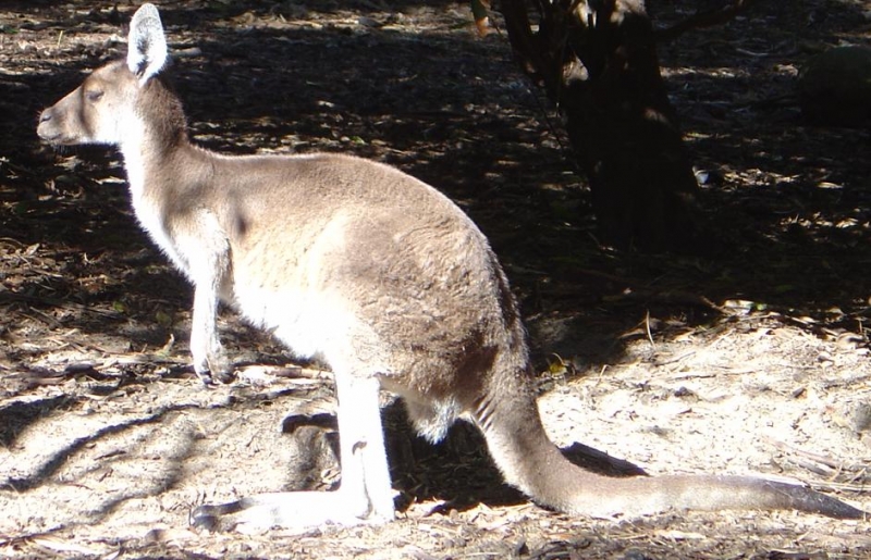 カンガルー(パース動物園)