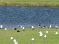 サウスパース(公園)の鳥たち