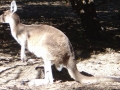 カンガルー(パース動物園)