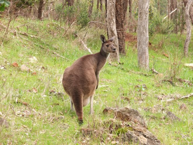 kangaroo1