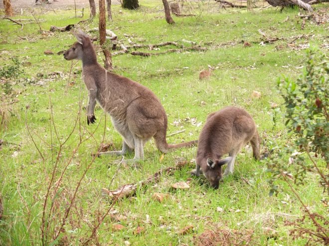 kangaroo2