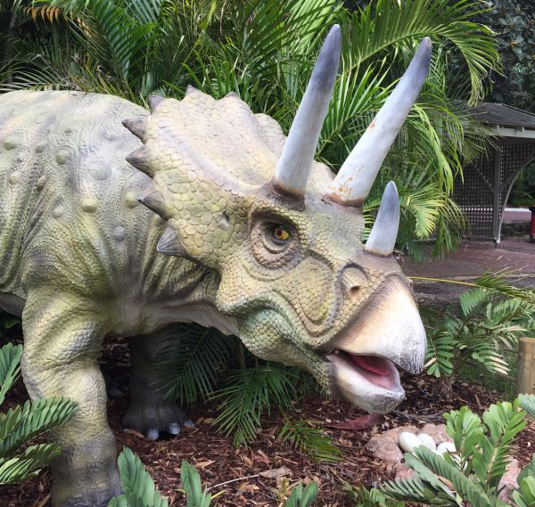 triceratops