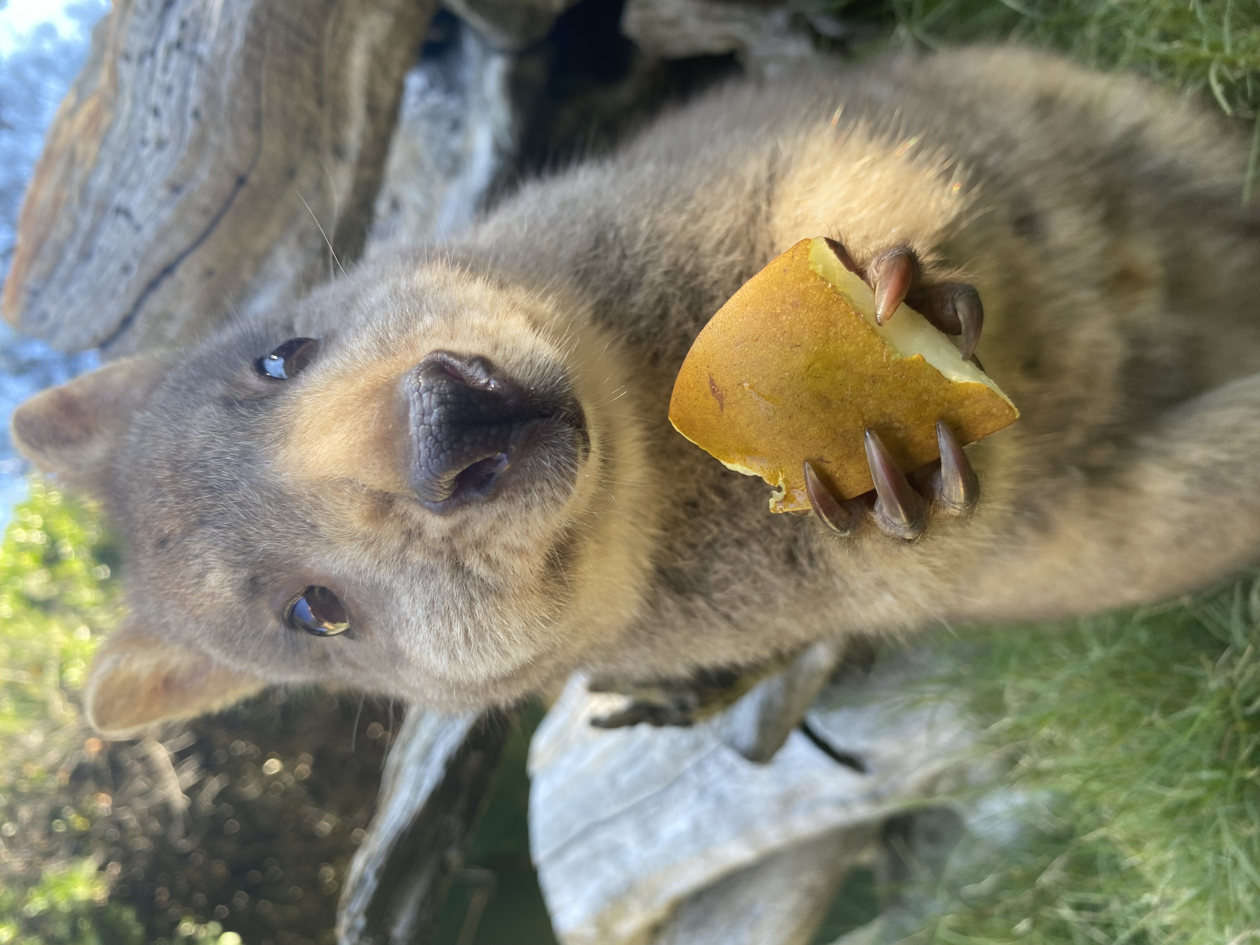 画像:クリックすると閉じます