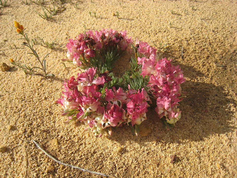 砂地に輪を描くように広がるピンク色の花。2011年のアーカイブ写真